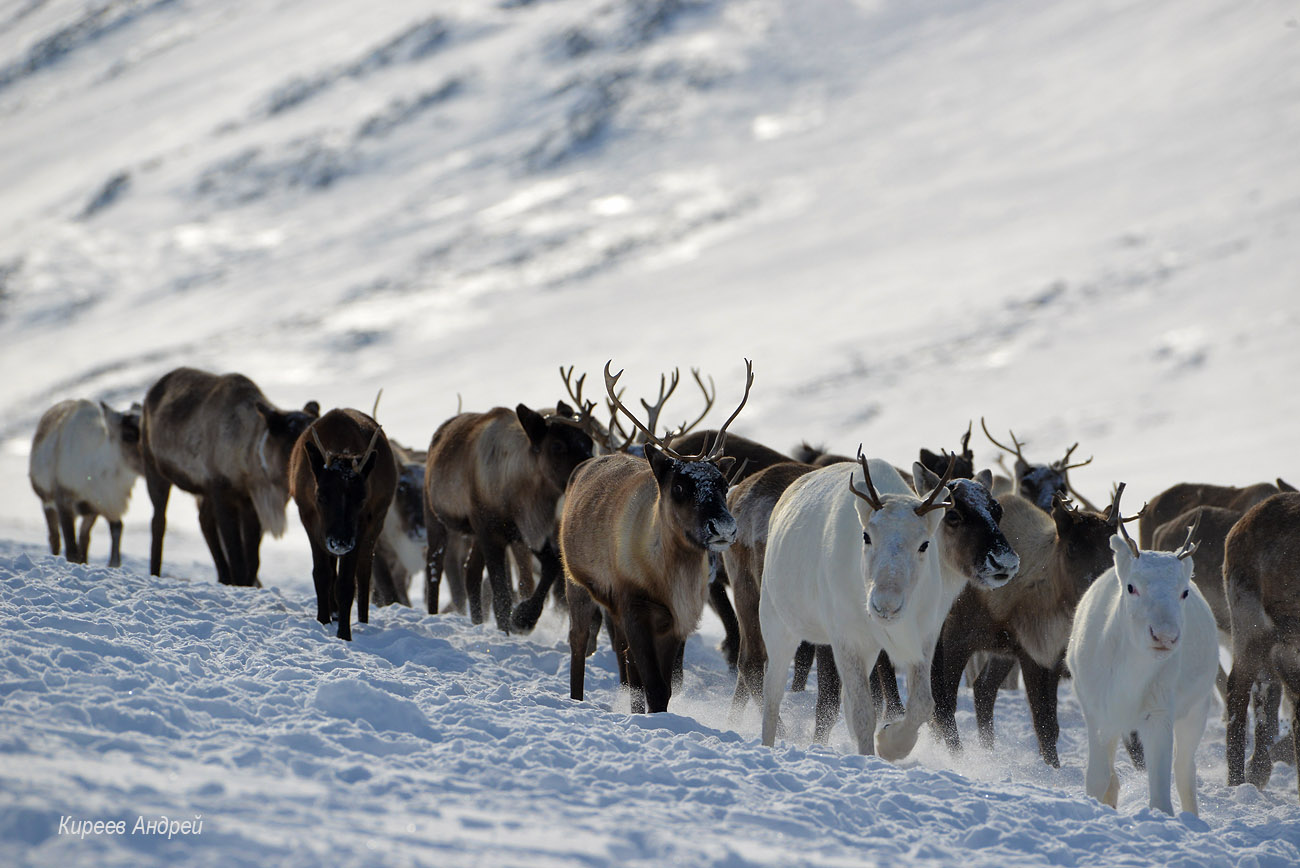 Yamal (Ямал)